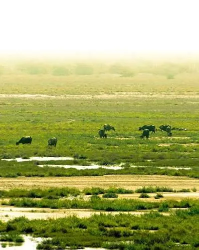 Buffaloes grazing on green, waterlogged Banni grassland in morning haze