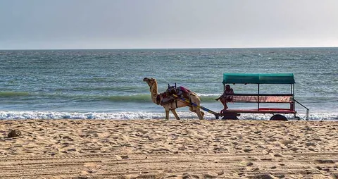 Camel cart on a sandy Kutch beach with waves behind