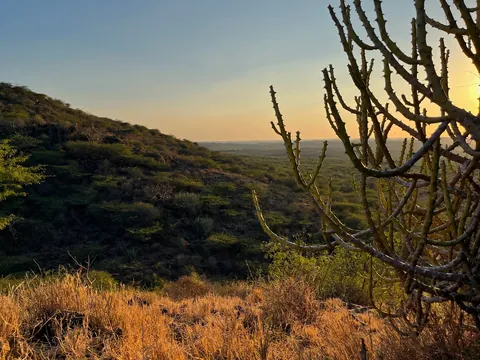 Thorn scrub on a hillside at Chadva Rakhal at sunset, with a cactus in the foreground